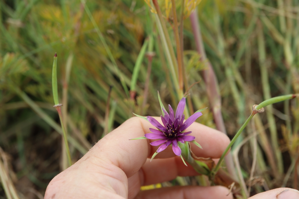 Tragopogon porrifolius; photograph (c) Henry "Nick" Robertson, some rights reserved (CC BY-SA)