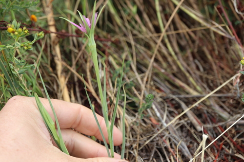 Tragopogon porrifolius, photograph 6