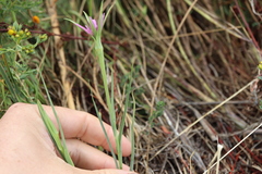 Tragopogon porrifolius, photograph (c) Henry "Nick" Robertson, some rights reserved (CC BY-SA)