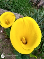 Zantedeschia elliottiana