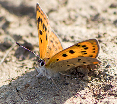 Lycaena ottomanus
