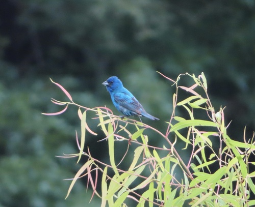 Indigo Bunting