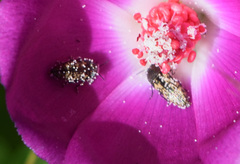 Acmaeodera neglecta neoneglecta