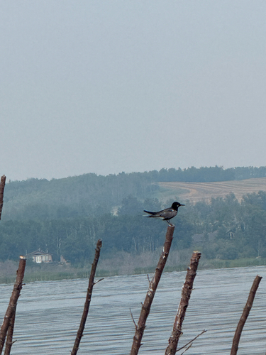 Black Tern