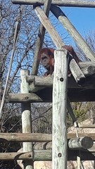 Pongo