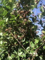 Lagerstroemia subcostata