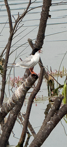 Forster's Tern