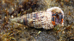 Rhinoclavis sinensis