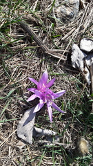 Colchicum bulbocodium