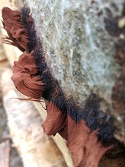 Stemonitis flavogenita