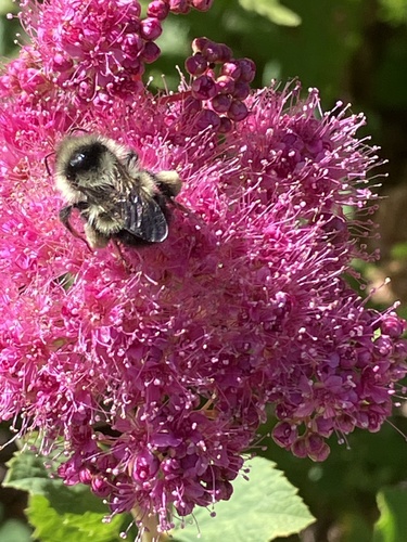 iNaturalist observation photo of Bumble Bees