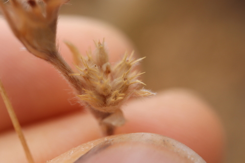 Trifolium striatum, photograph 6