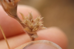 Trifolium striatum, photograph (c) Henry "Nick" Robertson, some rights reserved (CC BY-SA)