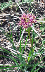 Tragopogon porrifolius