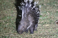 Hystrix brachyura