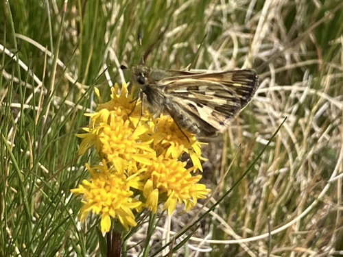 iNaturalist observation photo of Sandhill Skipper