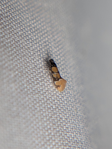 Small Decantha Moth photo 2