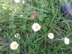 Bellis perennis