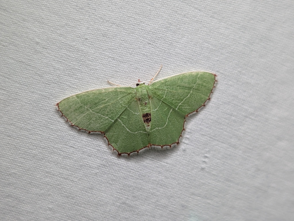 Red-patched Emerald