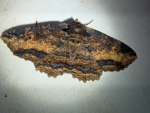 Colorful and Clandestine Zale Moths photo 3