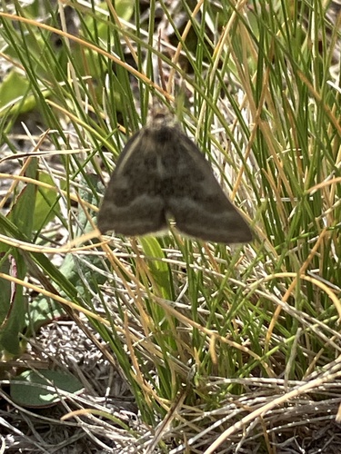 iNaturalist observation photo of One-banded Pyrausta