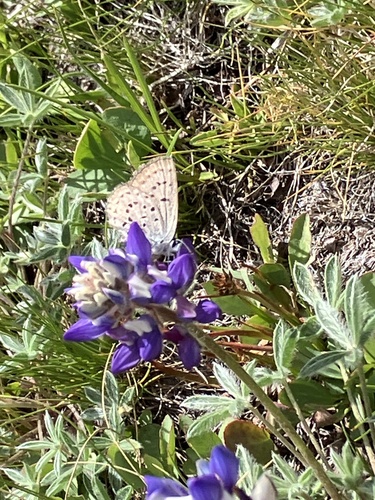 iNaturalist observation photo of Polyommatina