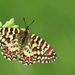 Spanish Festoon - Photo (c) Paul Cools, some rights reserved (CC BY-NC), uploaded by Paul Cools