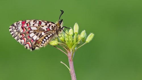 Spanish Festoon
