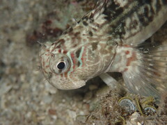 Rippled Blenny photo 5