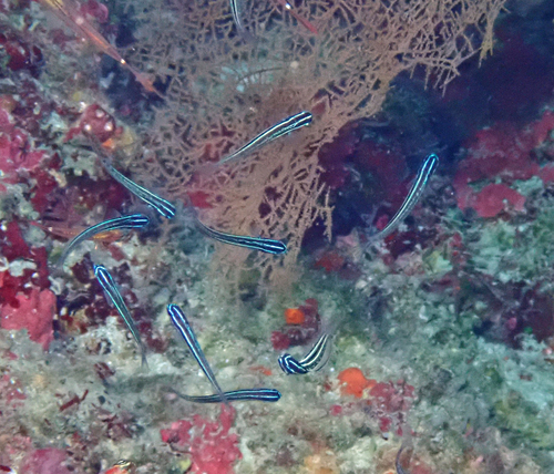 Sulu fangblenny (Meiacanthus abditus) — Blenniidae — 4