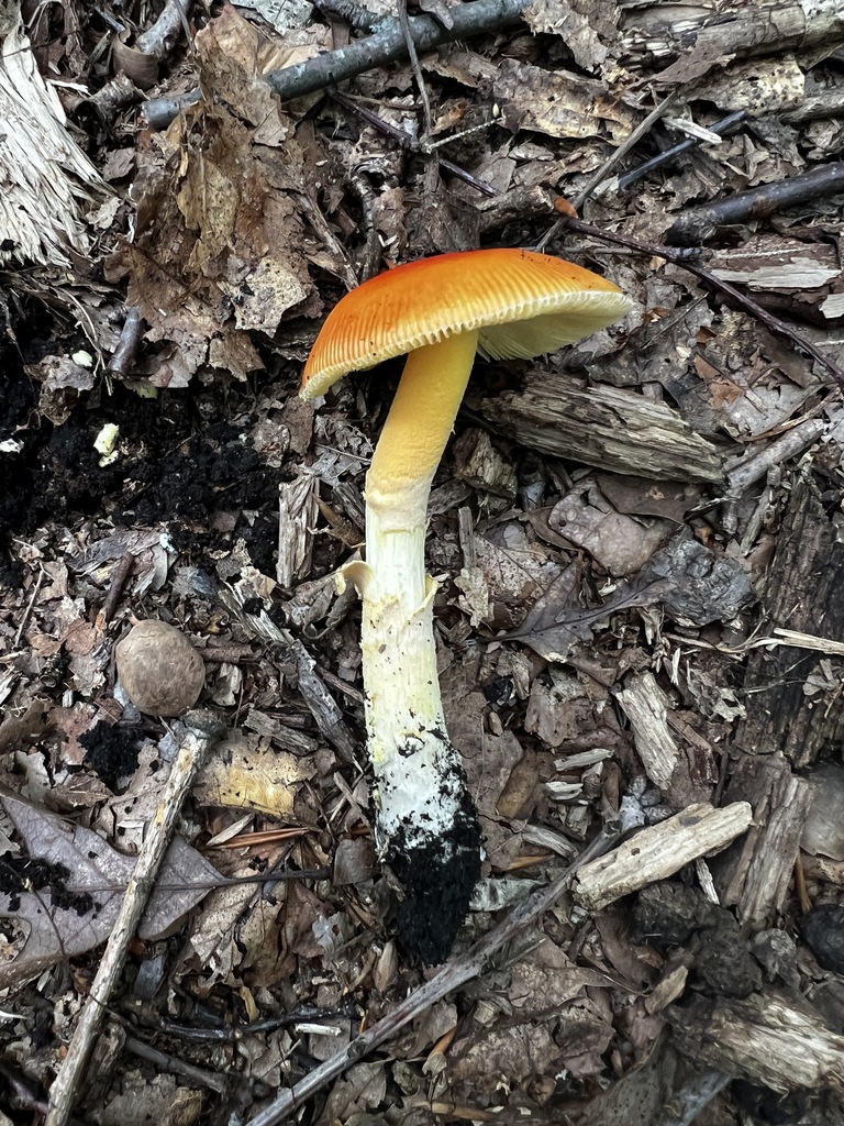 False Caesar's Mushroom · July 2026 · photo: Photo: no rights reserved · iNaturalist