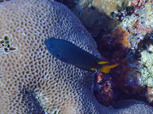Pomacentrus philippinus observed 2026-07-03