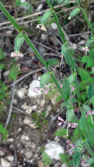 Silene dichotoma racemosa