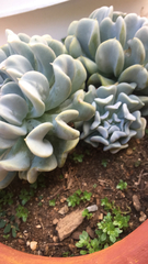 Echeveria runyonii