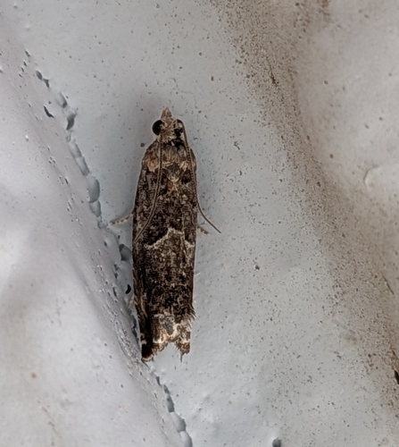 Holly Tortrix photo 2
