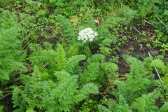Daucus carota sativus