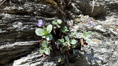 Primula marginata