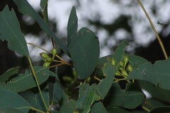 Eucalyptus crebra, photograph (c) Greg Tasney, some rights reserved (CC BY-SA)