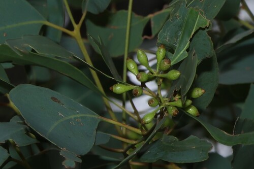 Eucalyptus crebra, photograph 5