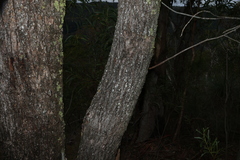 Eucalyptus crebra, photograph (c) Greg Tasney, some rights reserved (CC BY-SA)