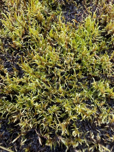 Sarmentypnum sarmentosum observed 2026-07-21