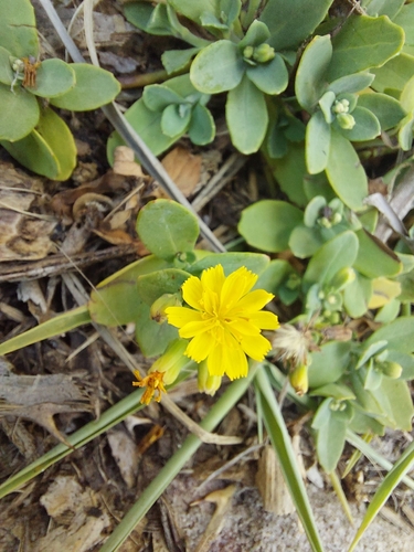 Crepidiastrum lanceolatum, photograph 2