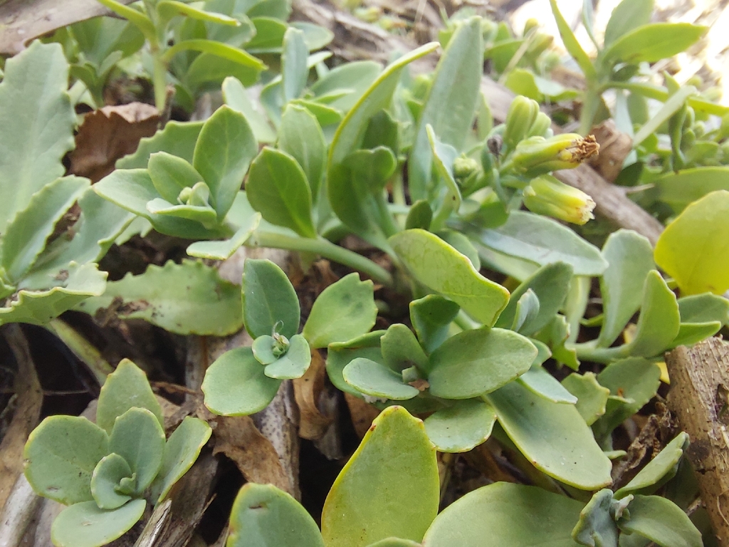 Crepidiastrum lanceolatum; photograph (c) Jason, some rights reserved (CC BY)