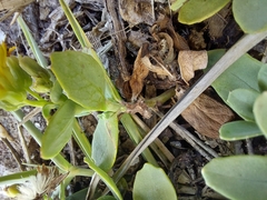 (c) Jason, some rights reserved (CC BY) Crepidiastrum lanceolatum, photograph (c) Jason, some rights reserved (CC BY)