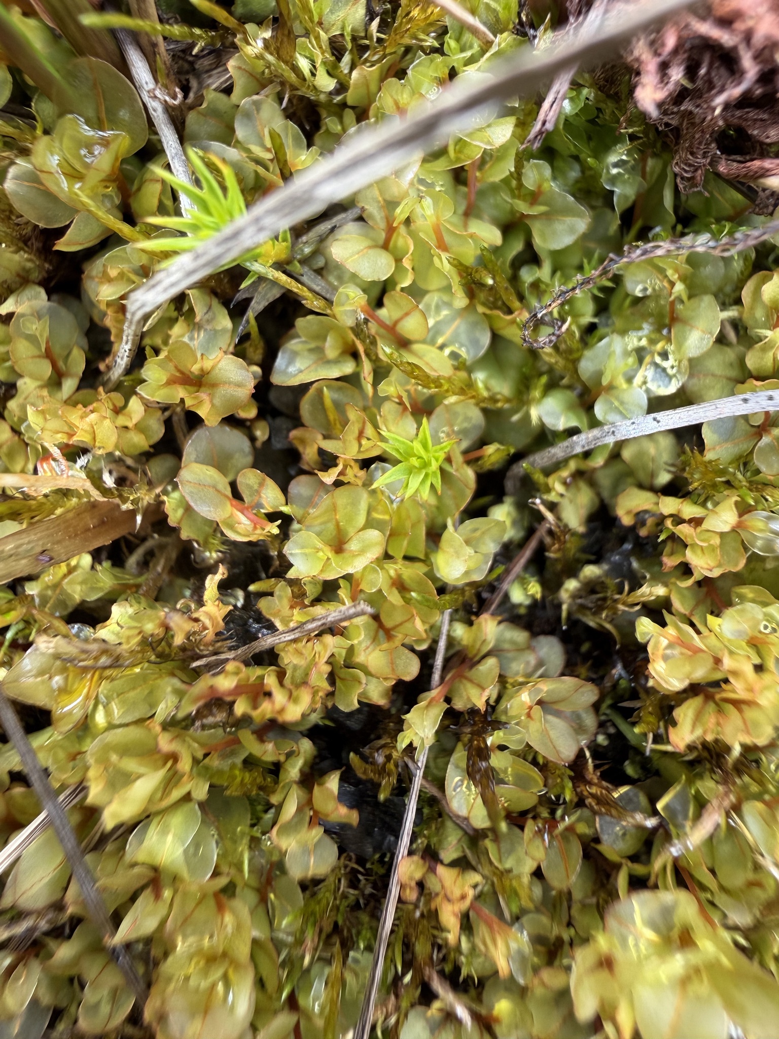 Cinclidium subrotundum