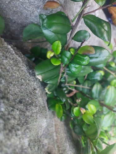 Eurya emarginata
