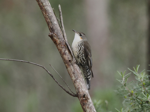 White-throated Treecreeper