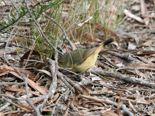 Buff-rumped Thornbill
