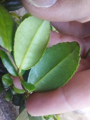 Eurya emarginata, photograph (c) Jason, some rights reserved (CC BY)
