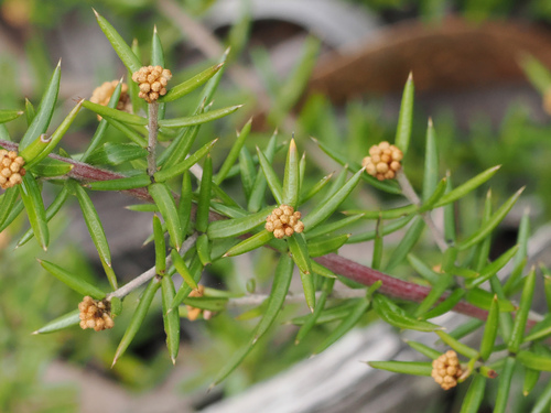 juniper-leaf grevillea